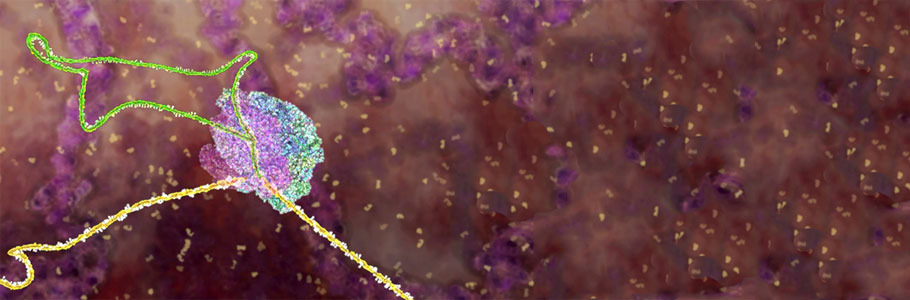 Animations detail the science of SMA, including RNA splicing
